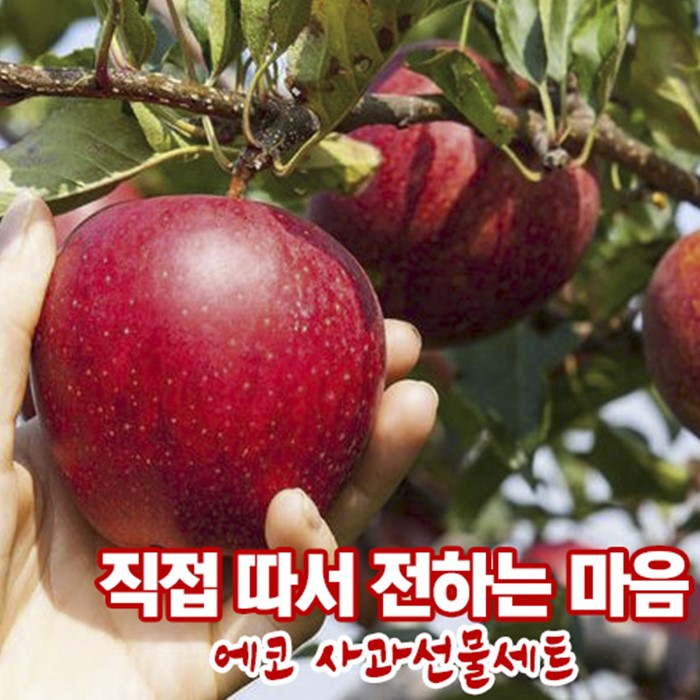 에코 사과선물세트 2박스 4kg (12개입)