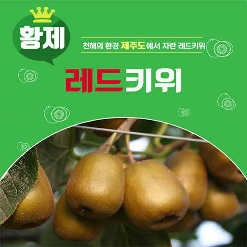 제주 레드키위 1박스 2K 28과내외