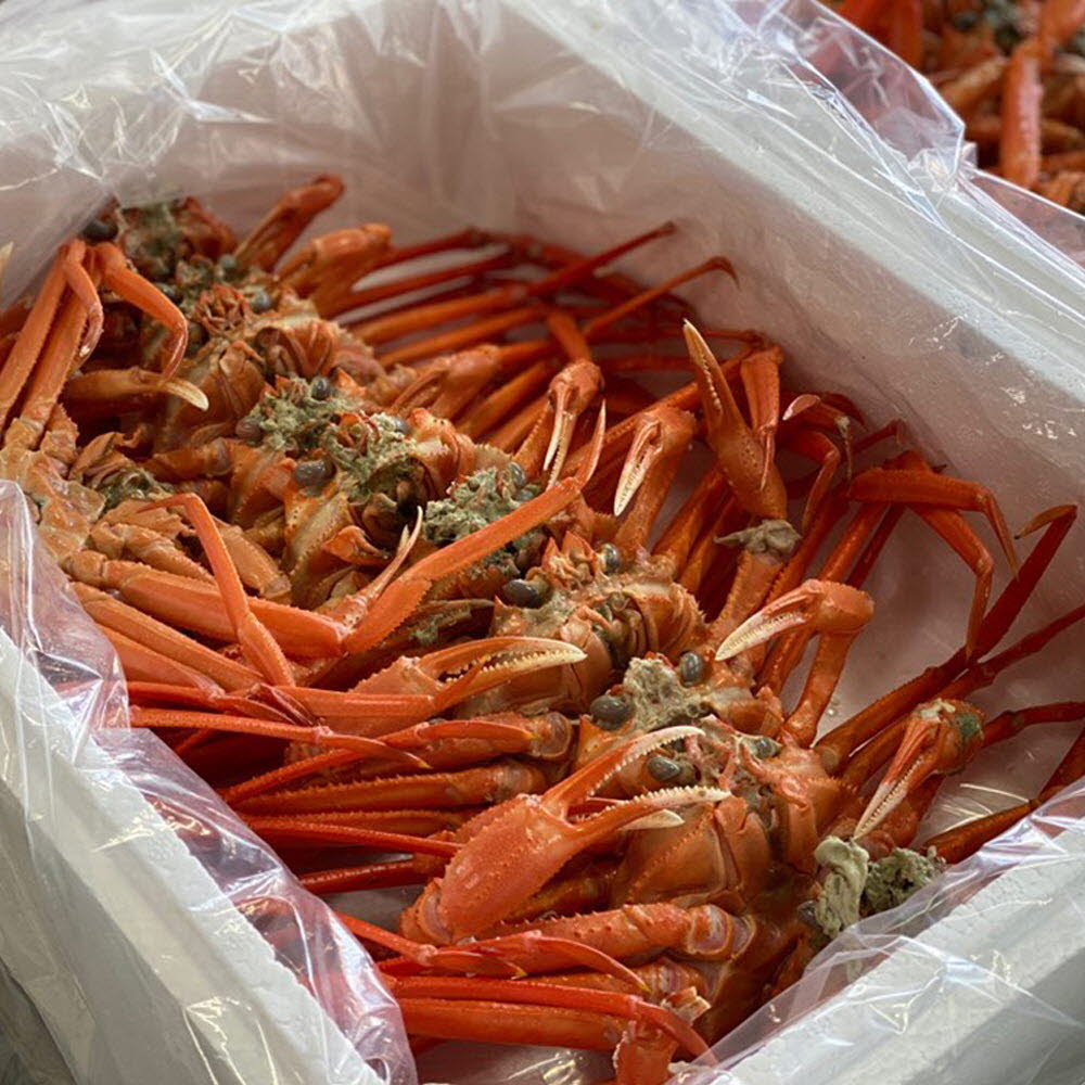 포항 연지홍게 자숙 13마리 3kg