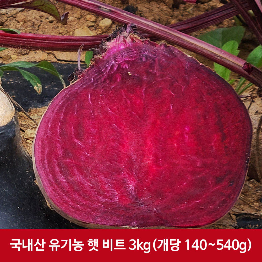 [산지발송] 국내산 유기농 햇 비트 3kg(개당 140~540g)