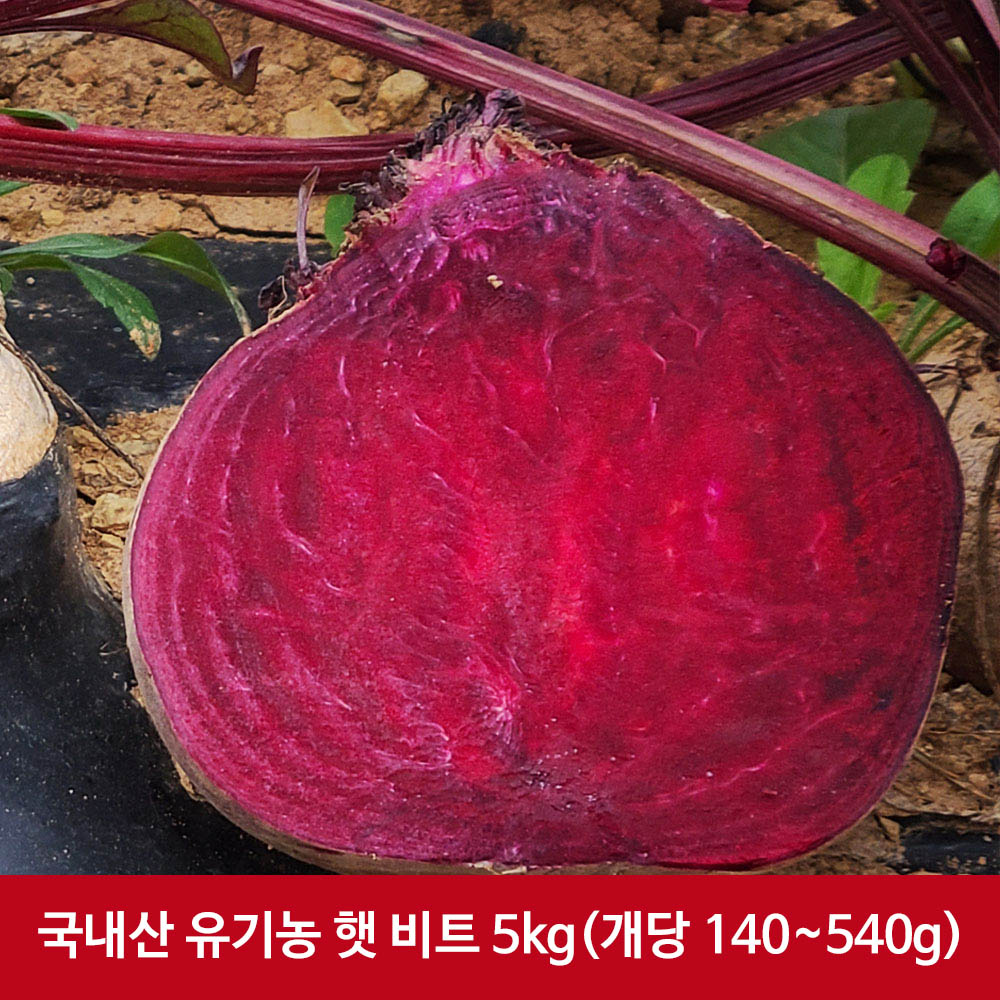 [산지발송] 국내산 유기농 햇 비트 5kg(개당 140~540g)