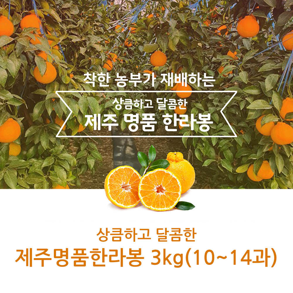 제주직송 상큼하고 달콤한 제주명품한라봉 3kg(10~14과)