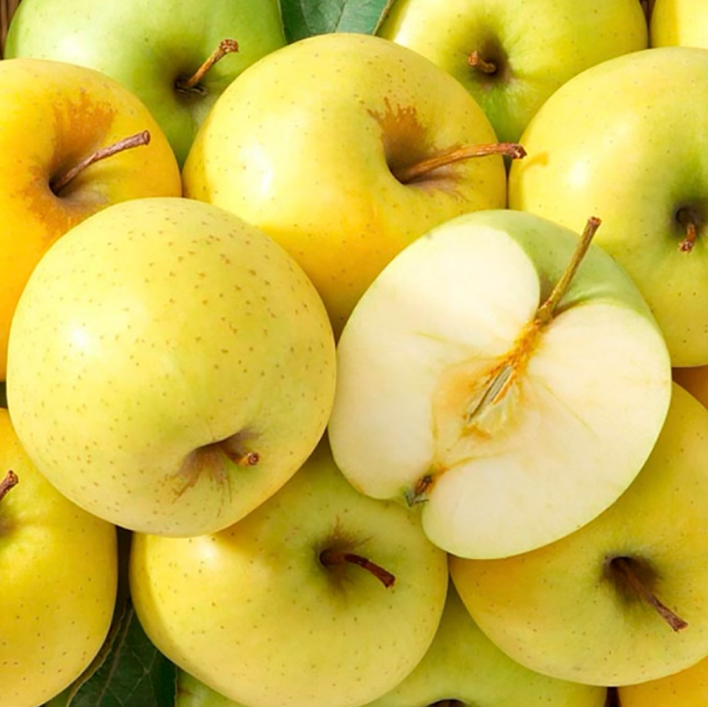 25년산 시나노골드사과 2kg (정품 7~9개 개당 220~300g)
