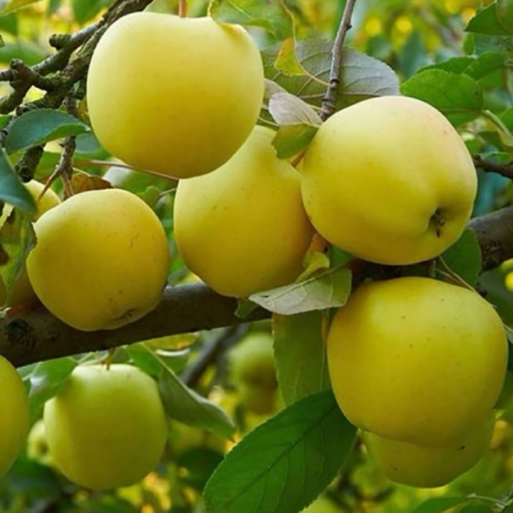 25년산 시나노골드사과 3kg (정품 10~14개 개당 220~300g)