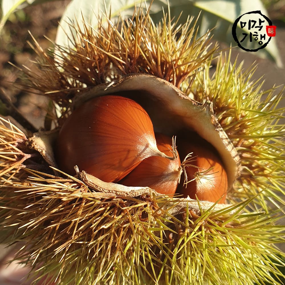 미각기행 2025년 꿀당도 부여 햇밤 중 5kg