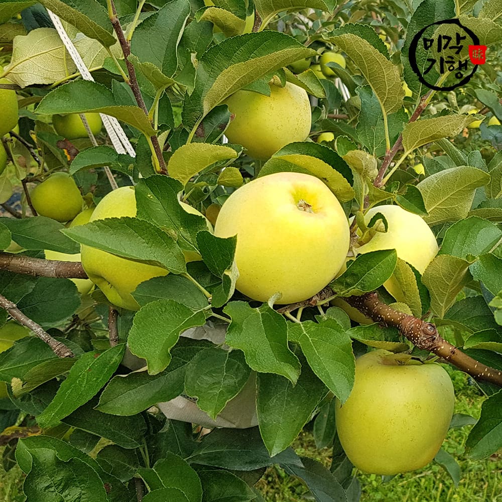 미각기행 입안가득 넘치는 과즙 고당도 시나노골드 특품 중소과 3kg(14-17과)
