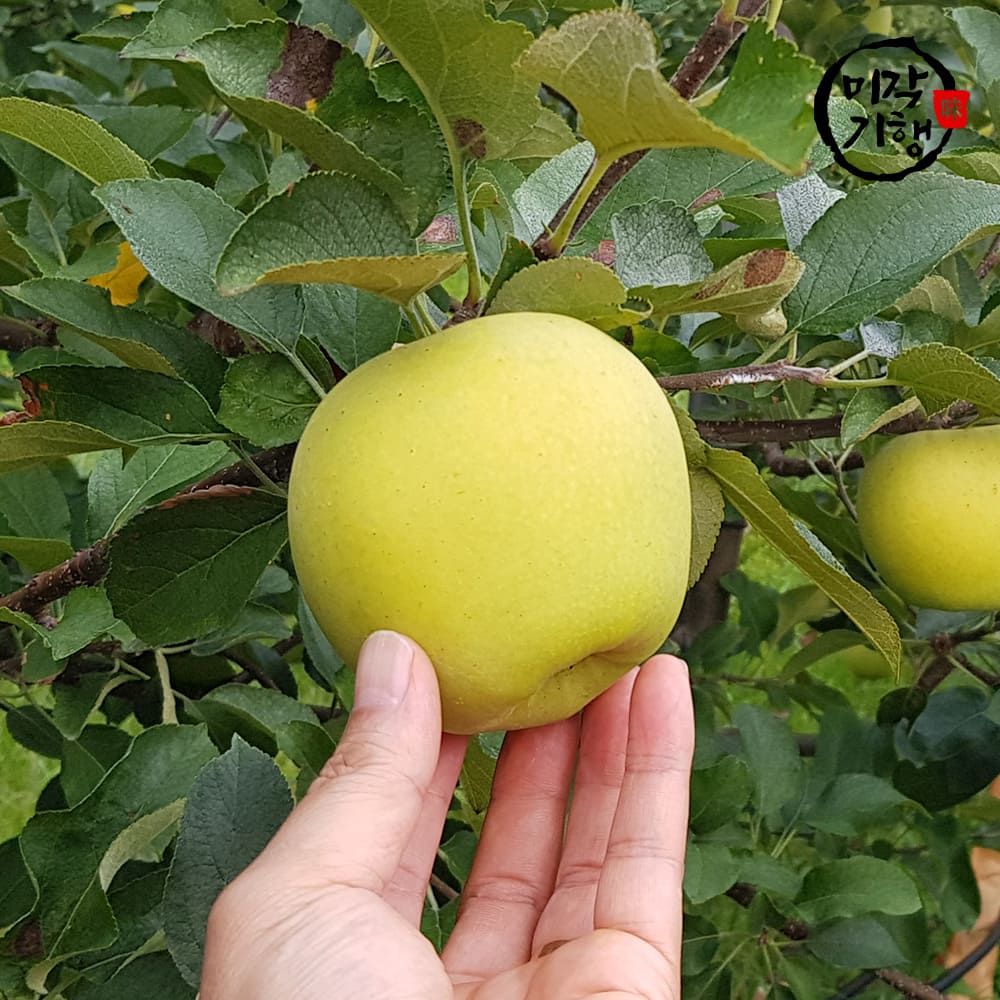 미각기행 입안가득 넘치는 과즙 고당도 시나노골드 특품 중과 2kg(6-10과)