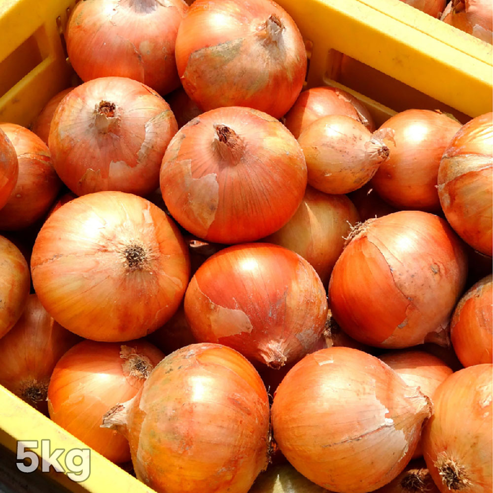 산지직송 밀양 햇양파 왕특 200g이상 5kg