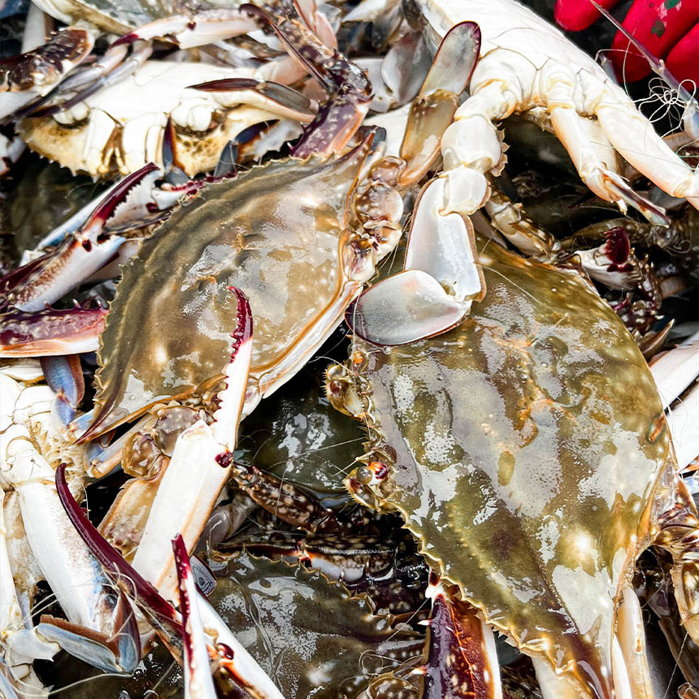 25년 서해안 활 꽃게 1KG(3~5미)