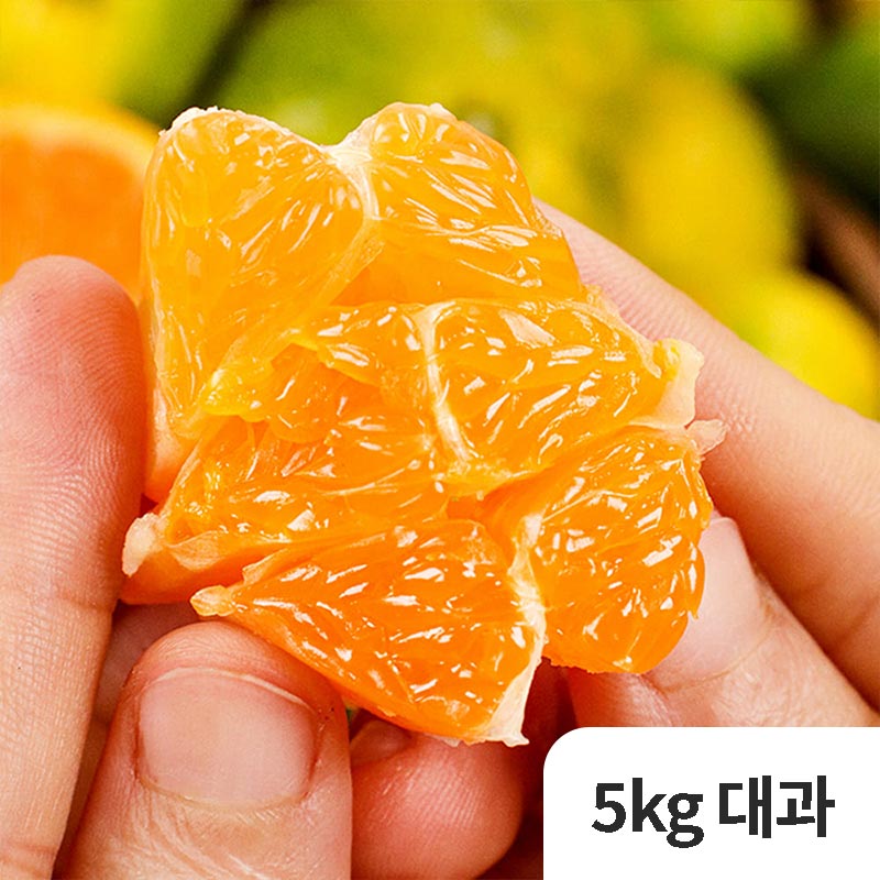 [제철과일] 제주 옥황 극조생귤 5kg 대과 (2L)