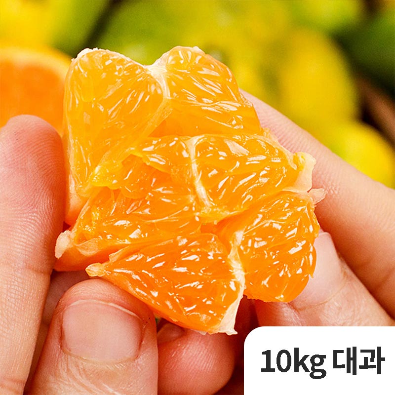 [제철과일] 제주 옥황 극조생귤 10kg 대과 (2L)