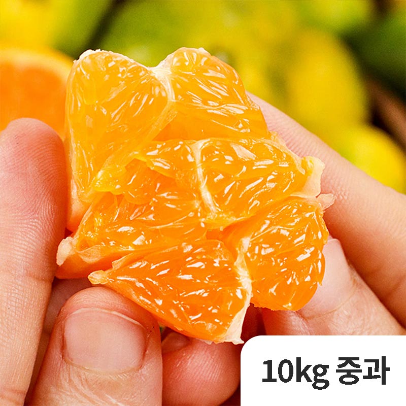 [제철과일] 제주 옥황 극조생귤 10kg 중과 (M)