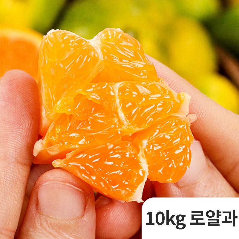 [제철과일] 제주 옥황 극조생귤 10kg 로얄과 (S-2S)
