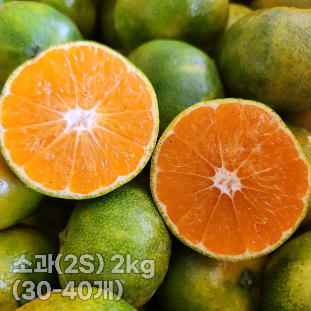 [청년농가] 제주 서귀포 햇노지감귤 (극조생/조생) 소과(2S) 2kg (30-40개)