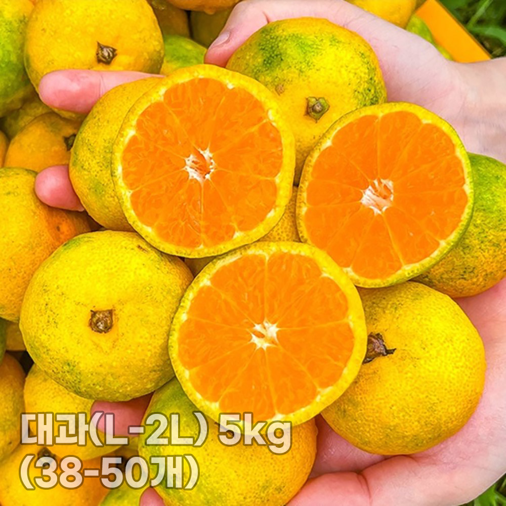 [청년농가] 제주 서귀포 햇노지감귤 (극조생/조생)대과(L-2L) 5kg (38-50개)
