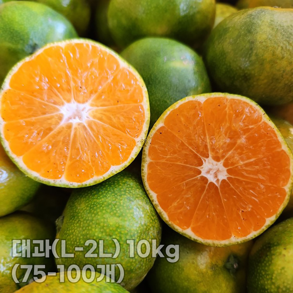[청년농가] 제주 서귀포 햇노지감귤 (극조생/조생) 대과(L-2L) 10kg (75-100개)