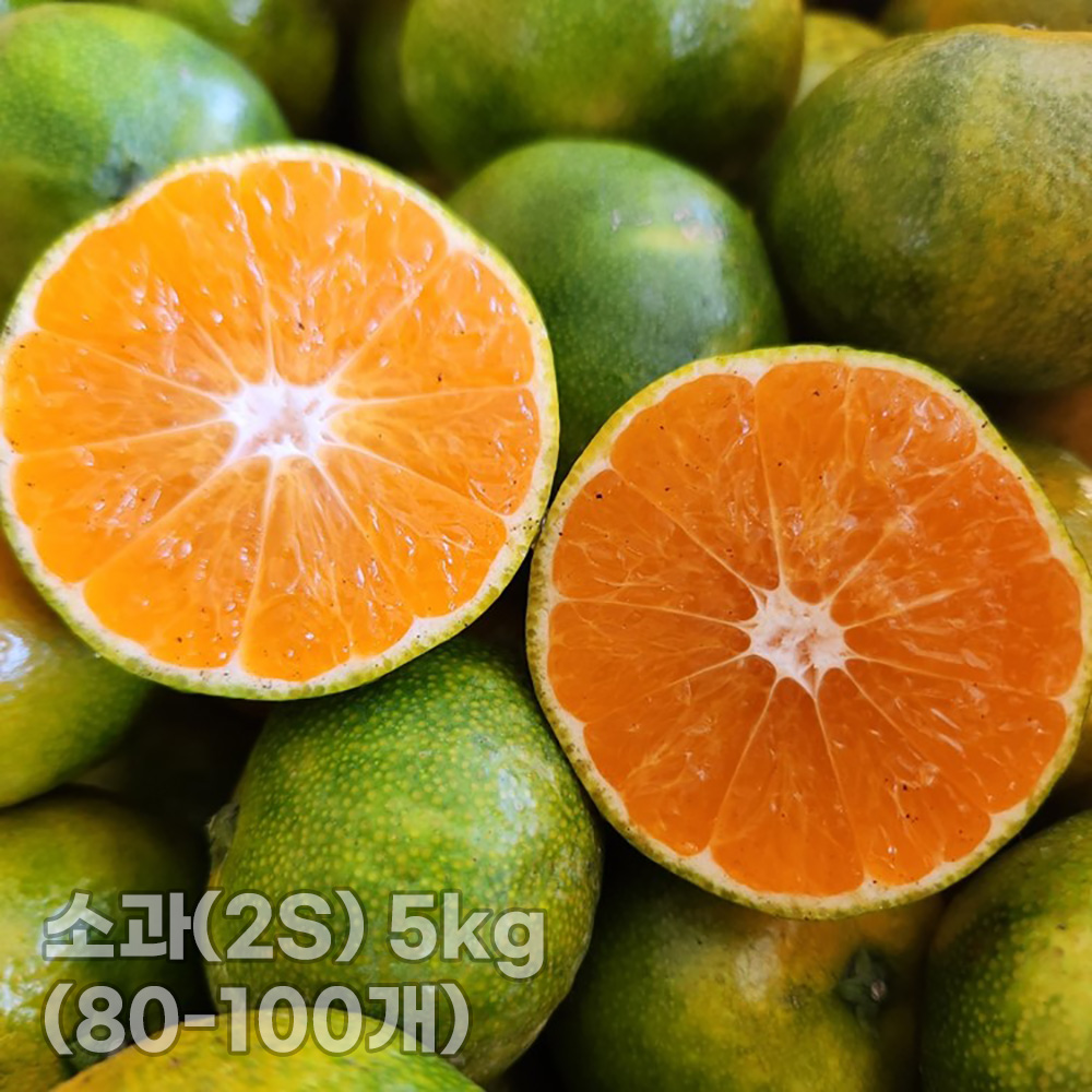 [청년농가] 제주 서귀포 햇노지감귤 (극조생/조생)소과(2S) 5kg (80-100개)