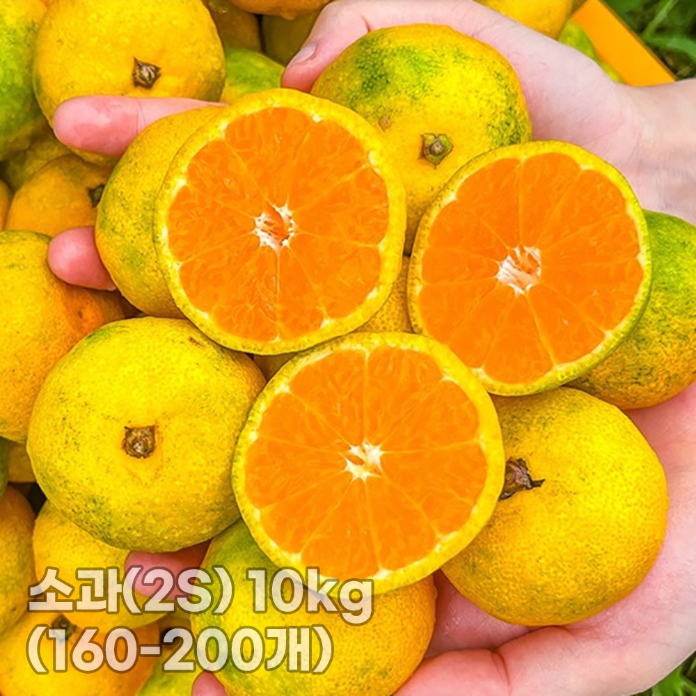[청년농가] 제주 서귀포 햇노지감귤 (극조생/조생)소과(2S) 10kg (160-200개)