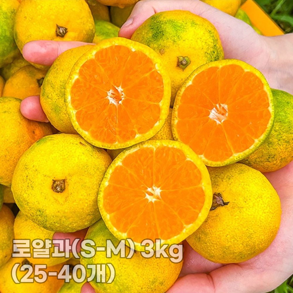 [청년농가] 제주 서귀포 햇노지감귤 (극조생/조생)로얄과(S-M) 3kg (25-40개)