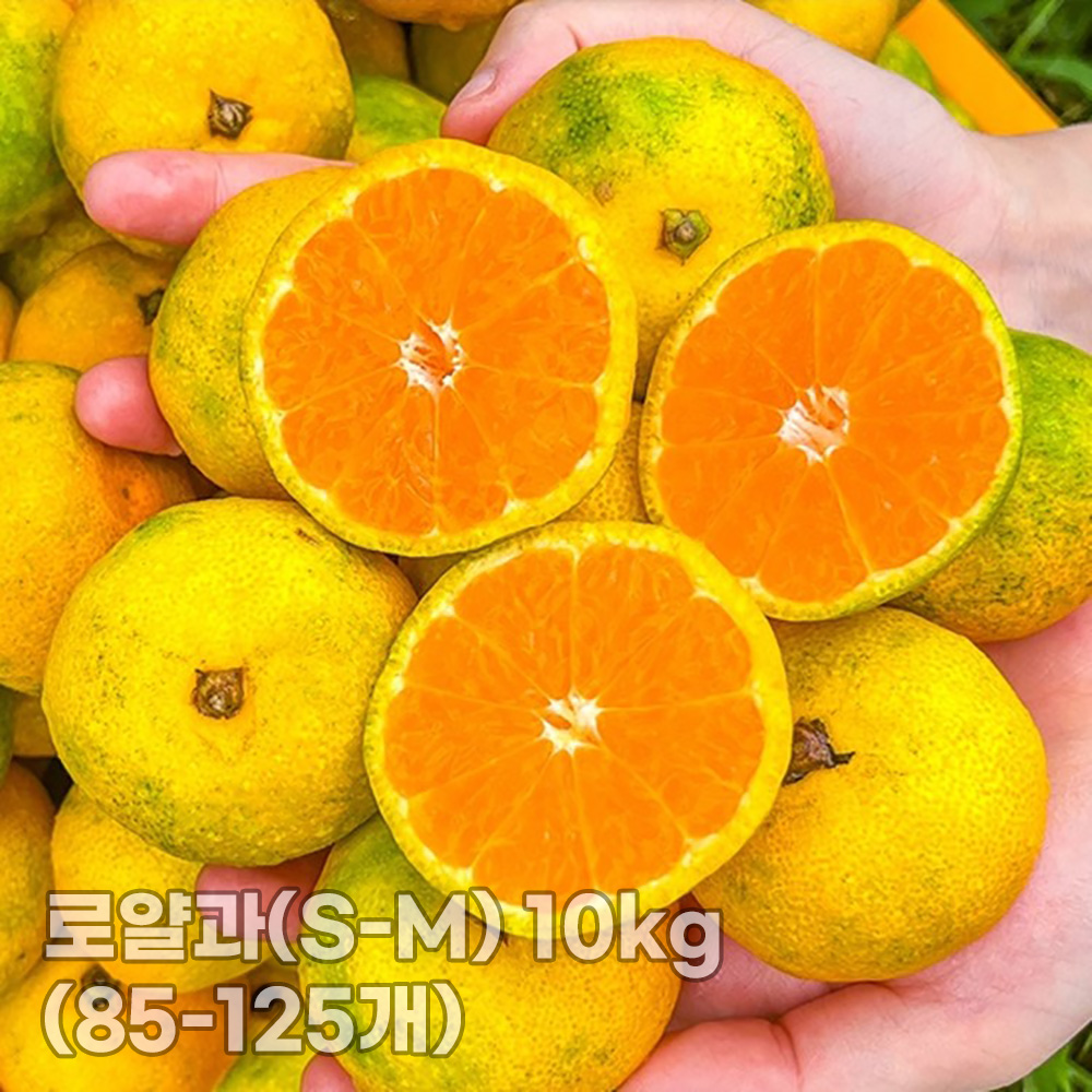 [청년농가] 제주 서귀포 햇노지감귤 (극조생/조생)로얄과(S-M) 10kg (85-125개)