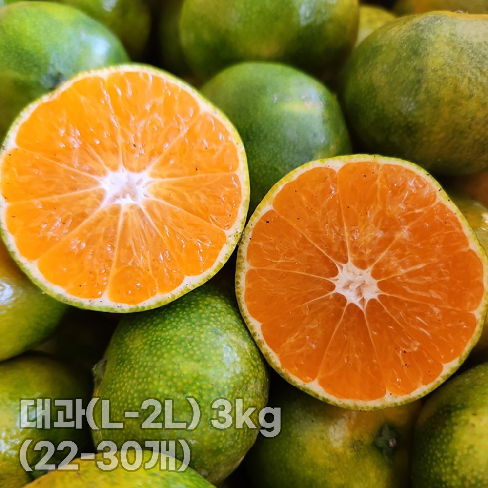 [청년농가] 제주 서귀포 햇노지감귤 (극조생/조생)대과(L-2L) 3kg (22-30개)