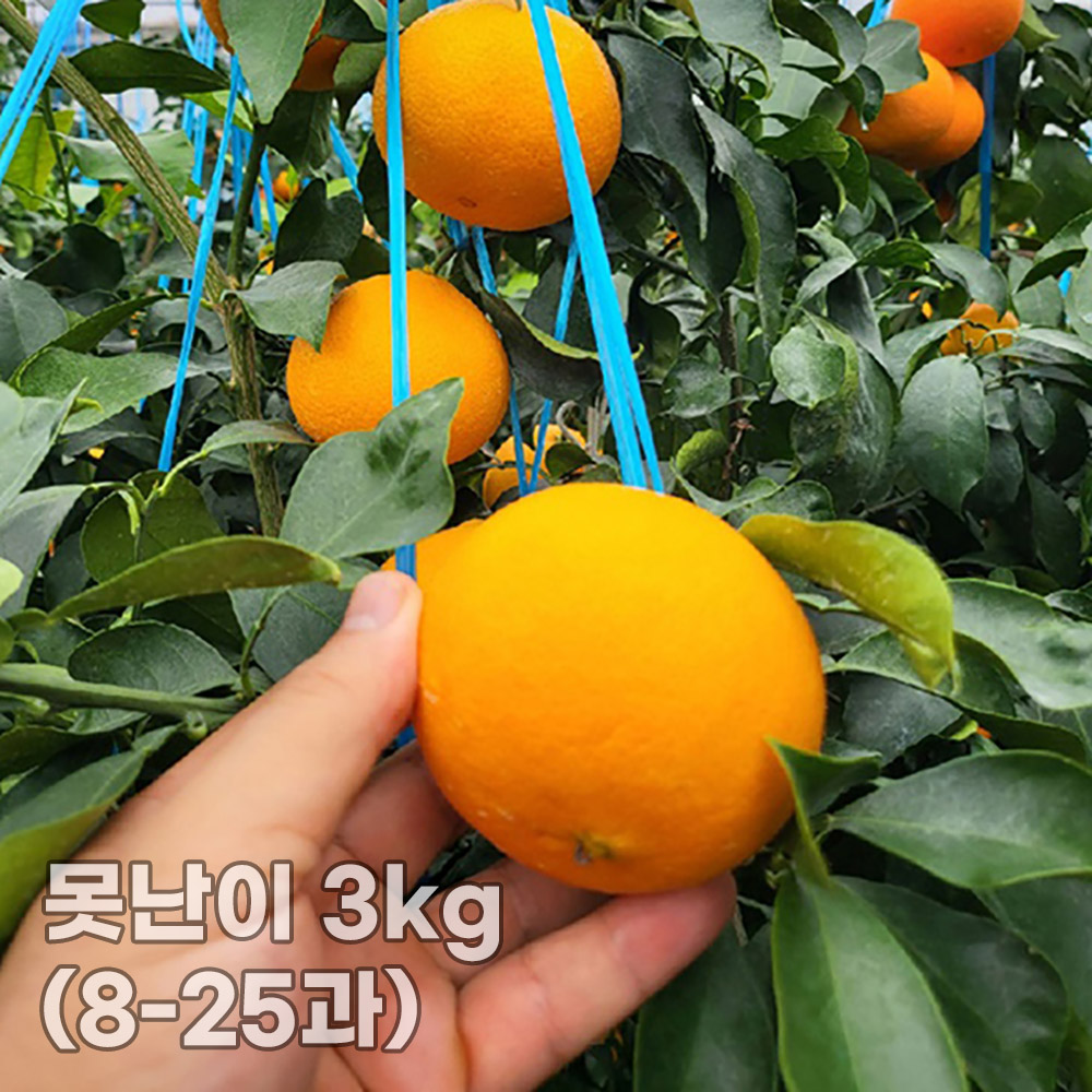 [형원농장] 제주 고당도 로얄 황금향 못난이 3kg (8-25과)