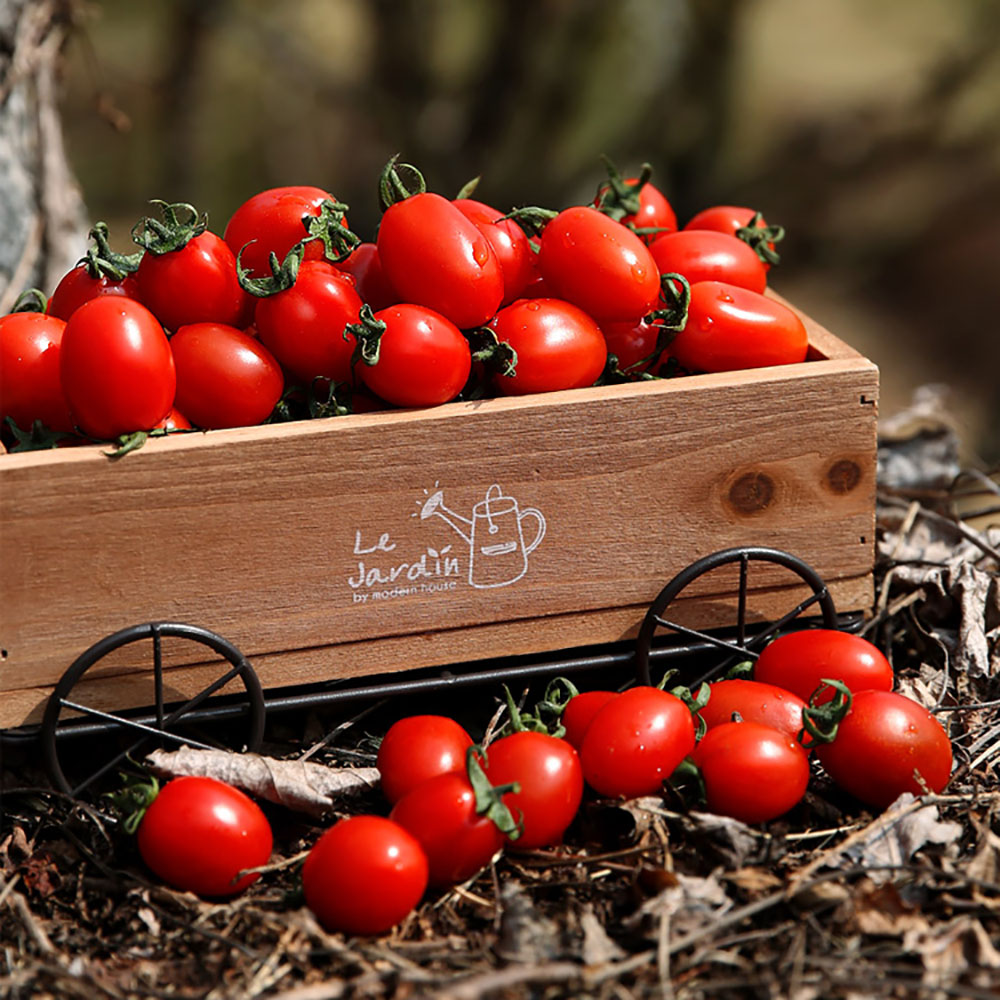 [형원농장] 더프리미엄 자연이 선물한 작은보석 레드푸드 대추방울토마토 3kg