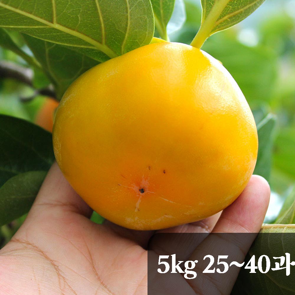 직접만드는 곶감 상주 둥시감 5kg 25-40과 (가정용)