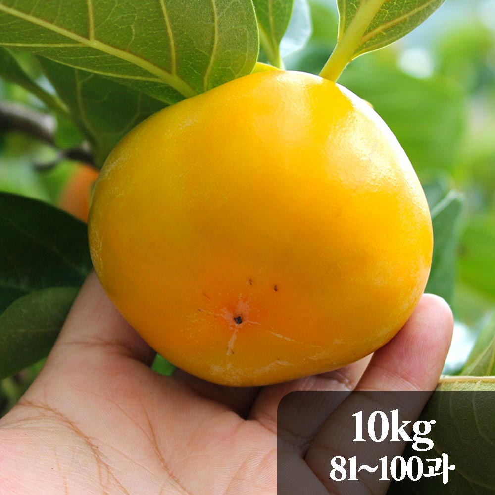 직접만드는 곶감 상주 둥시감 10kg 81-100과 (일반곶감크기)