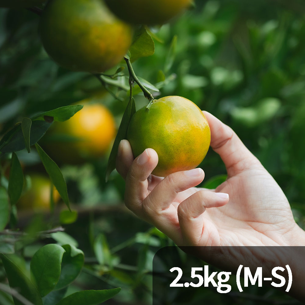 제주 극조생감귤 2.5kg M-S