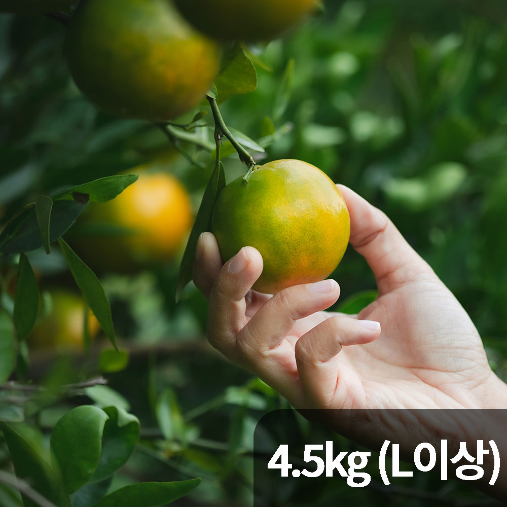 제주 극조생감귤 4.5kg L이상