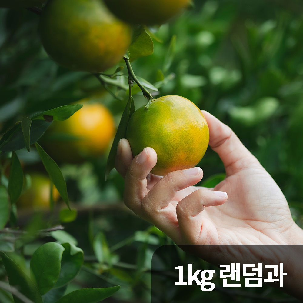 제주 극조생감귤 1kg 사이즈랜덤