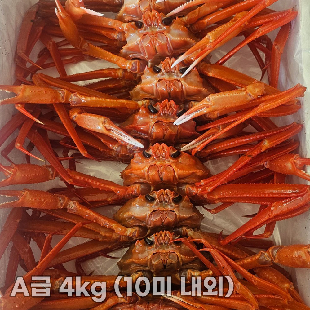 국내산 제철 수율 좋은 박달 홍게 A급 4kg (10미 내외)