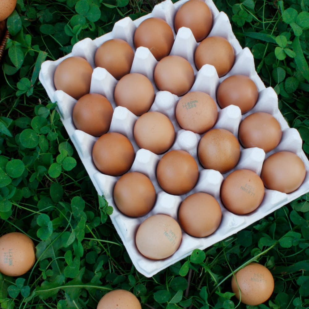 [더기다림][난각번호2번] 무항생제 유정란 특란 20구