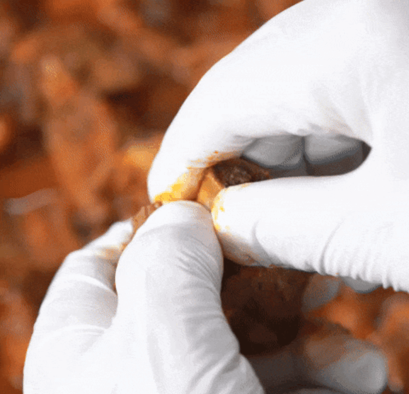 trs3-d2 d4 d5~d6 d8-8.gif