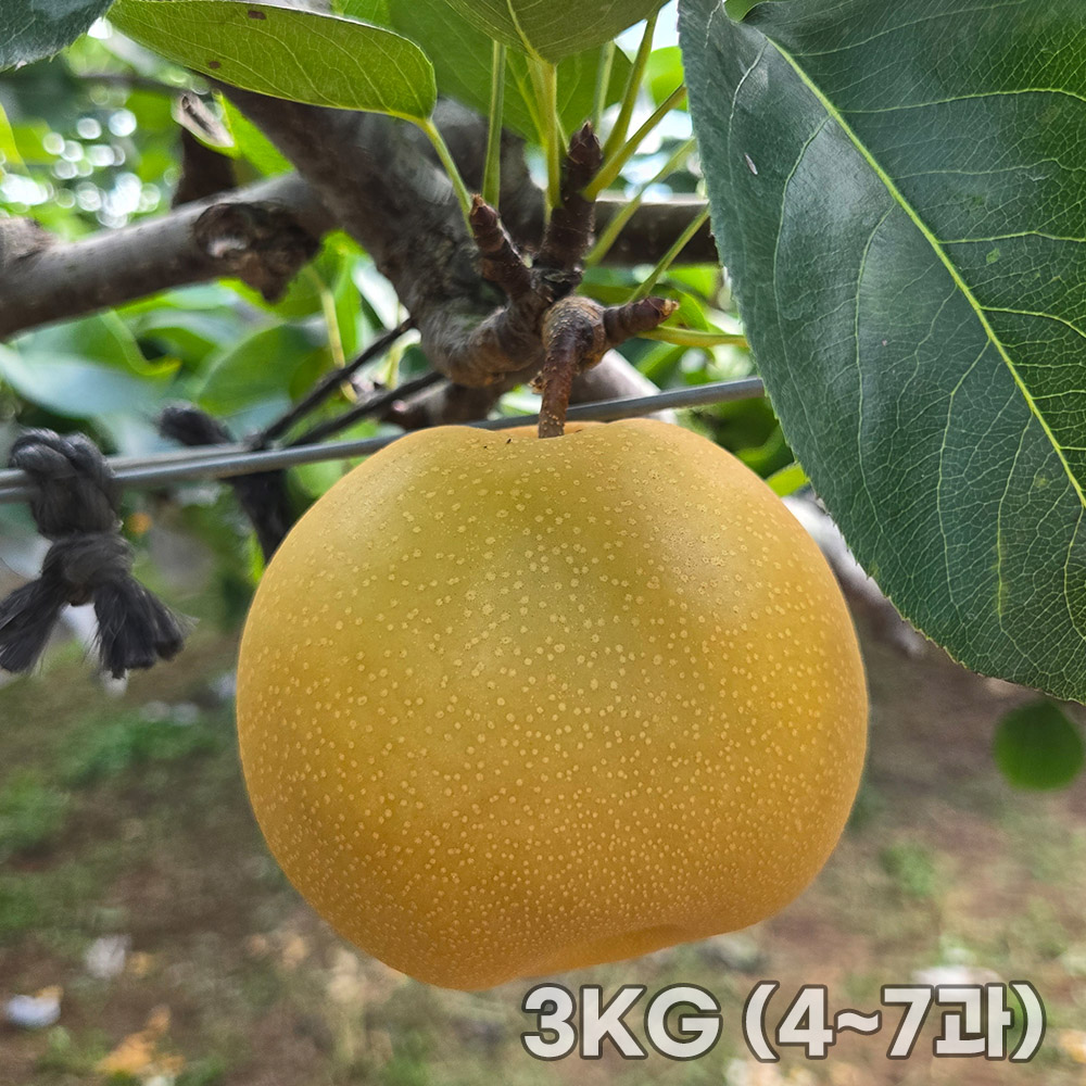 [국민쿡]농장직송 당도보장 고당도 나주배 3KG (4~7과)
