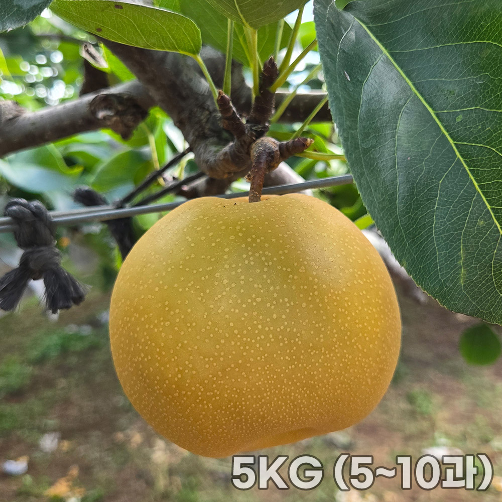 [국민쿡]농장직송 당도보장 고당도 나주배 5KG (5~10과)