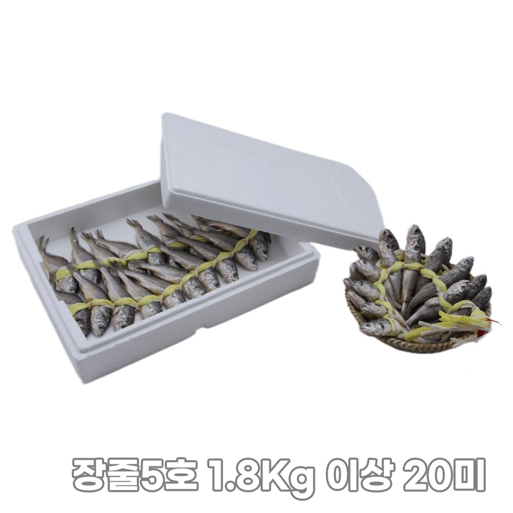 [집밥먹자] 밥도둑 국내산 영광 법성포 굴비 가정용 장줄5호 1.8Kg 이상 20미