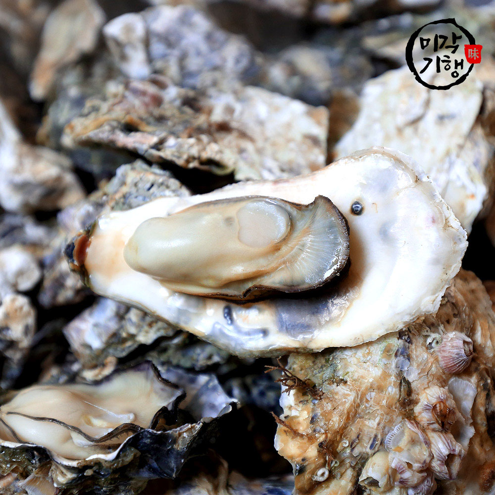 미각기행 싱싱하고 신선한 생굴 3kg(빙장포장)