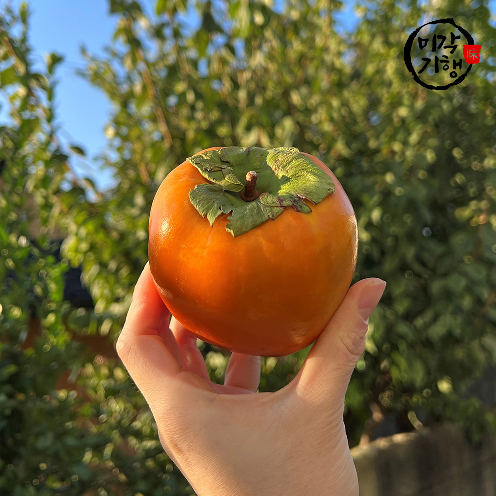 미각기행 제철맞은 햇 대봉감 대과 10kg (30과 내외)