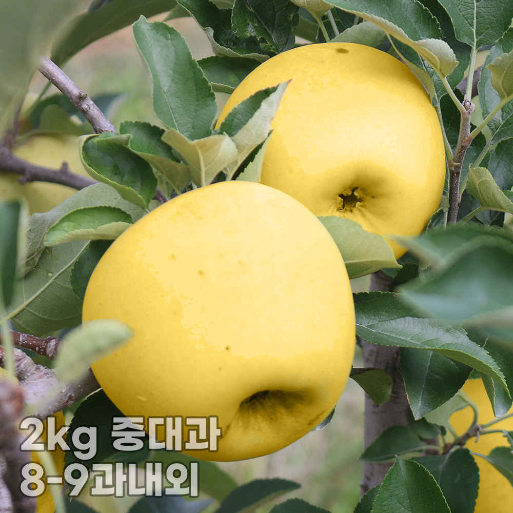 [햇땅] 시나노골드 가정용 2kg 중대과 8-9과내외