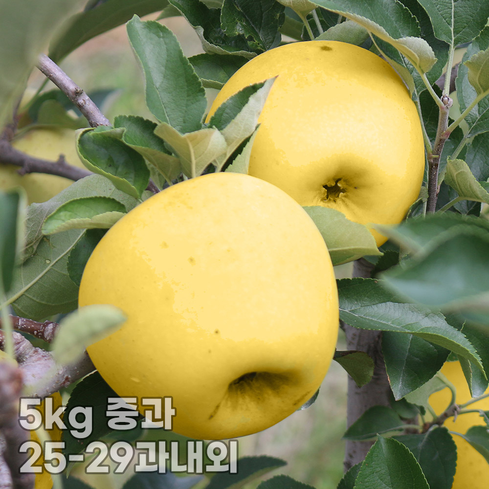 [햇땅] 시나노골드 가정용 5kg 중과 25-29과내외