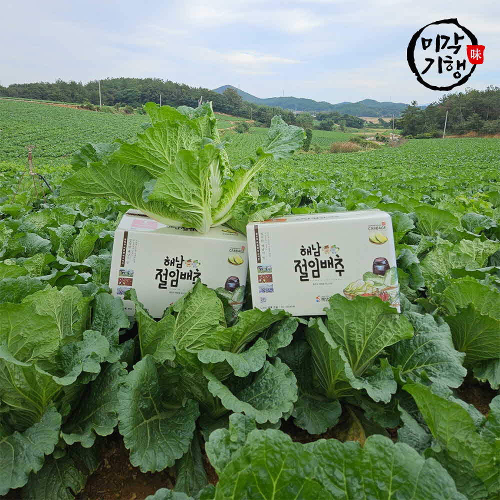 [11월한정특가]미각기행 아삭아삭 맛있는 절임배추 20kg