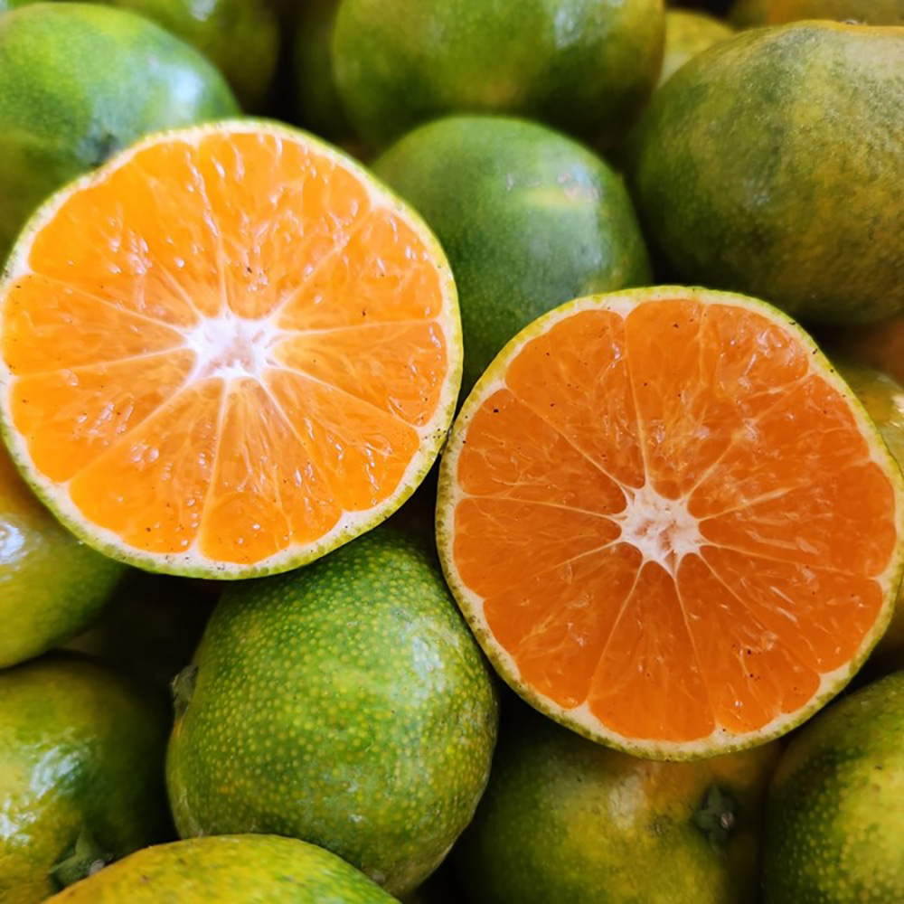 [청년농가] 제주 서귀포 햇노지감귤 10kg (극조생/조생) 한정특가