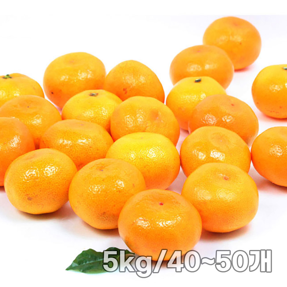 [단이와풍이] 당일 수확한 정읍 하우스 감귤 5kg/40~50개