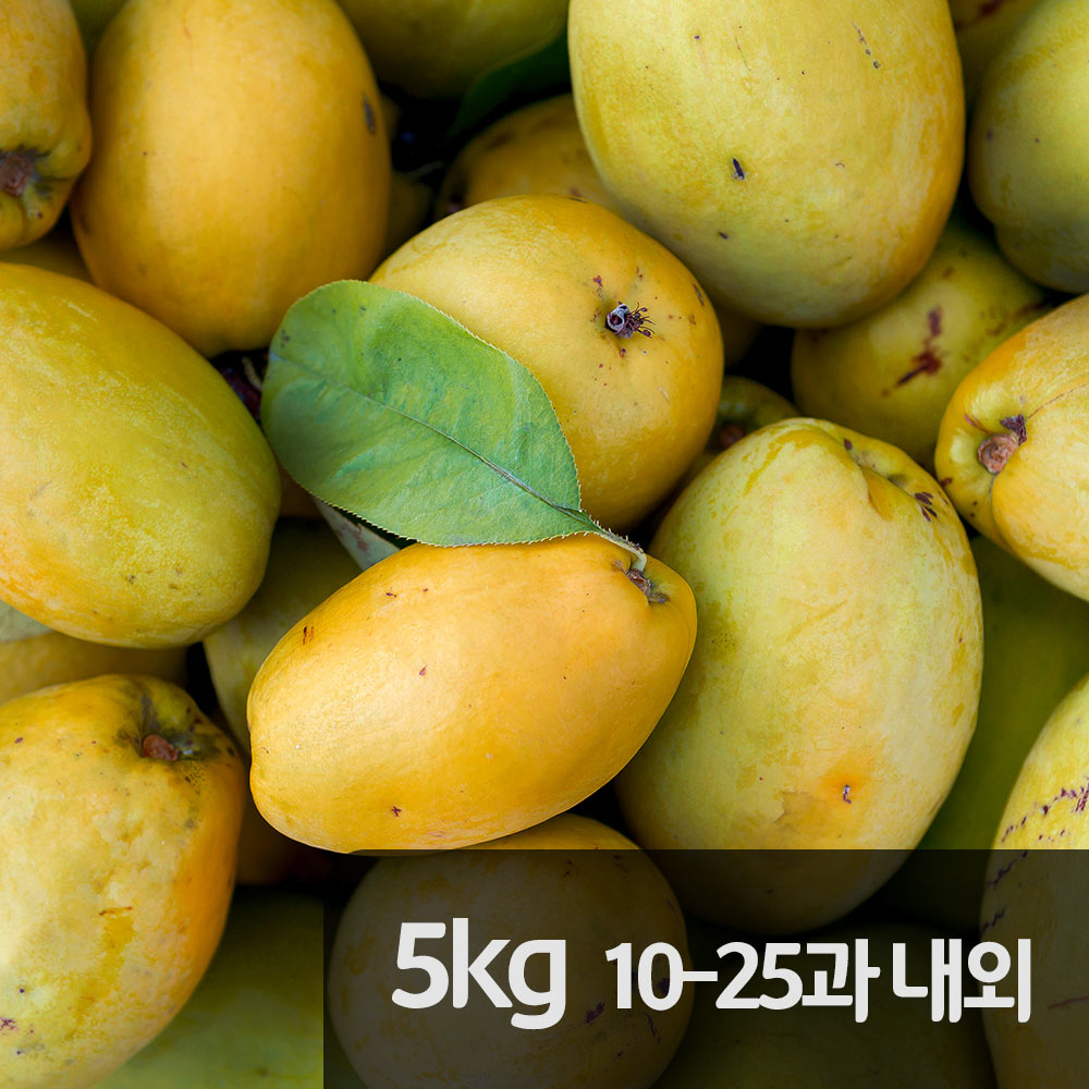 [산지직송] 국내산 경북 생모과 5kg 10-25내외