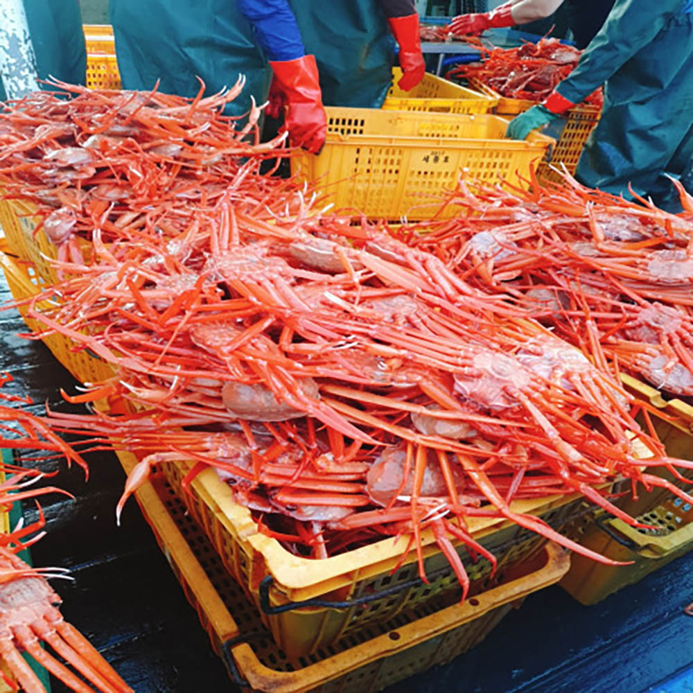 선주직접_후포 자숙 라면용 실속형 홍게 4kg (8~12미) 수율40~50%