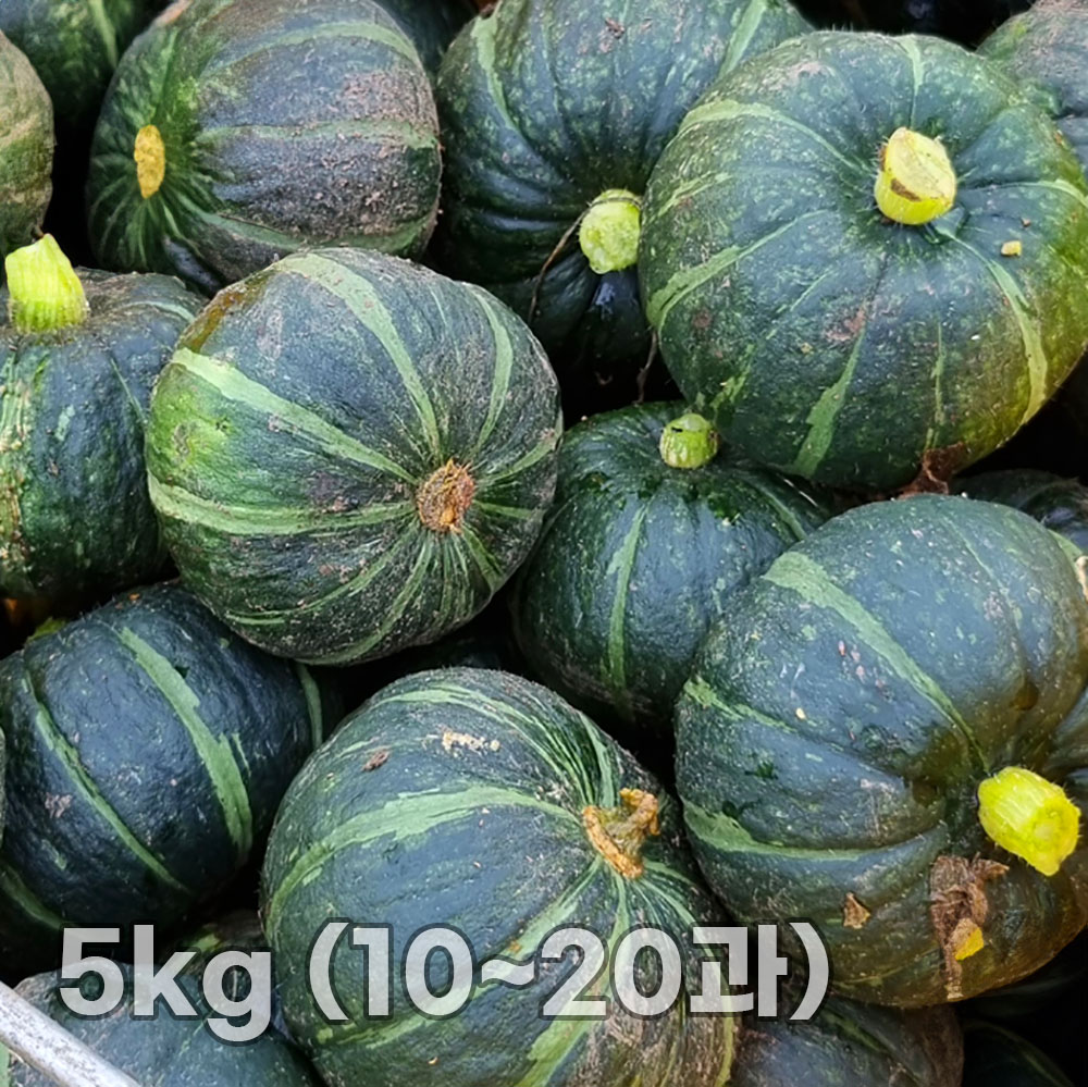 제주직송 미니밤호박 로얄과 실중량 5kg (10~20과)