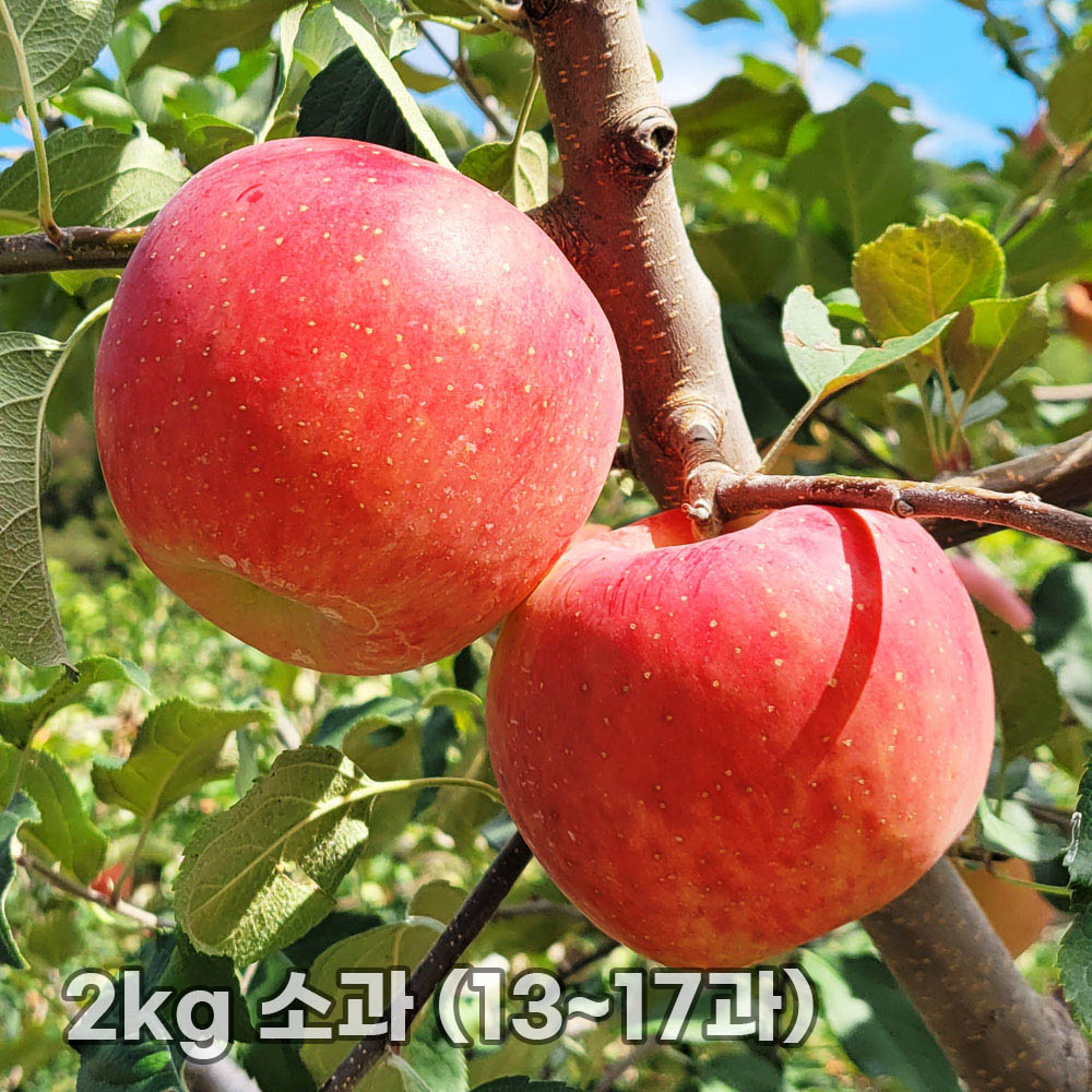 달옥농산 부사(보조개) 사과 2kg 소과 (13~17과)