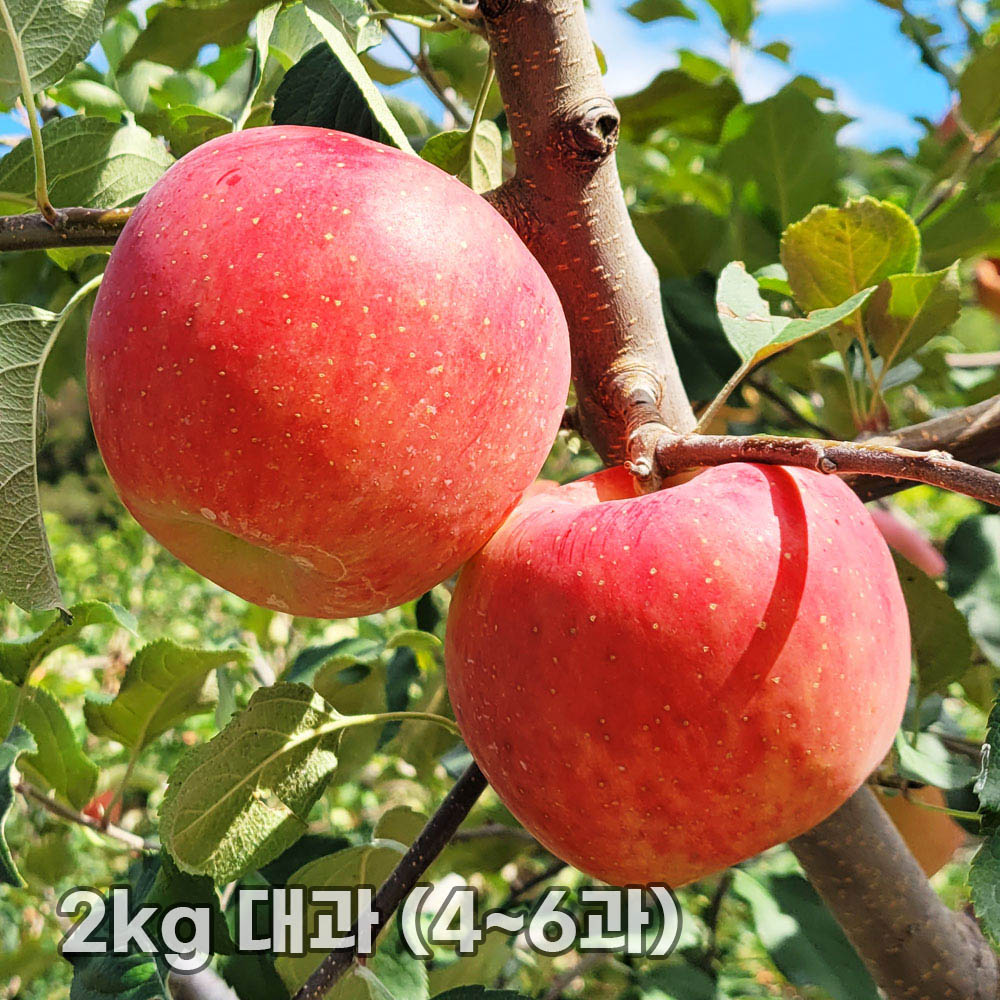 달옥농산 부사(보조개) 사과 2kg 대과 (4~6과)